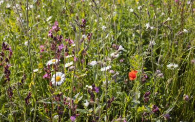 Denny Möller: „Biodiversität ist kein Luxus“